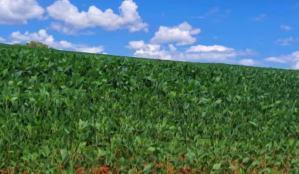 Sitio para venda na região de Araxa-MG, com 87 hectares, sendo 50 hectares agricultáveis, benfeitorias, rio na propriedade, altitude café