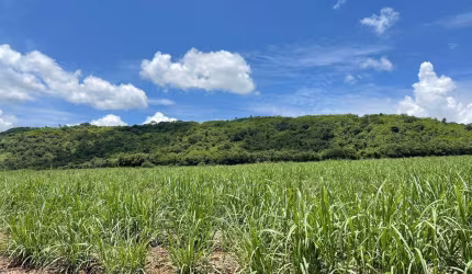 Fazenda dupla aptidão para venda na regiao de Porto Ferreira-SP, com 106 alqueires sendo 55 alq em cana arrendada mais 25 alq em pasto, boa de agua