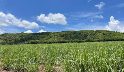 Fazenda dupla aptidão para venda na regiao de Porto Ferreira-SP, com 106 alqueires sendo 55 alq em cana arrendada mais 25 alq em pasto, boa de agua