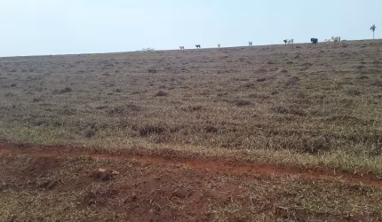 Fazenda dupla aptidão para venda na região de Porto Ferreira-SP com 67 alqueires, atual na pecuária, benfeitorias, rica em agua, rio na divisa