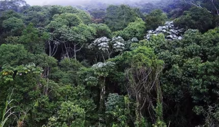 Sitio de Mata Atlantica para venda ou arrendamento na regiao de Jacupiranga-SP, com 30 hectares para compensação ou produção de palmito