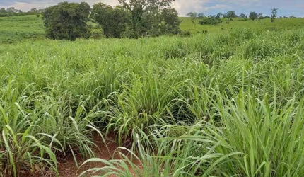 Ótima fazenda para venda na região de Monte Alegre de Goias -GO, com 2.600 hectares, montada pecuária, muita agua e benfeitorias
