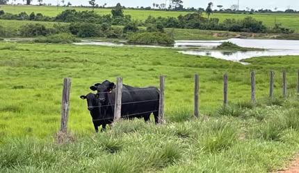 Fazenda dupla aptidão para venda na região de Araguaina-TO, com 17.000 hectares sendo 11.000 abertos, muitas benfeitorias