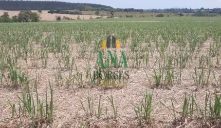 Fazenda na Região de Tatuí, SP com Área de 80 ha