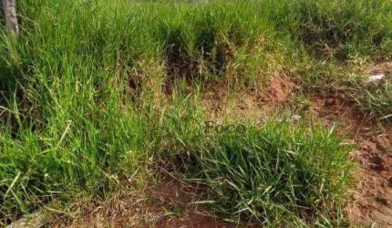 Terreno à venda, 2000 m² por R$ 800.000,00 - Chácara Coqueiro - Itaquaquecetuba/SP
