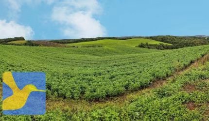 Fazenda de Soja em Bocaiúva do Sul/PR: Oportunidade Única para Investimento Agrícola!