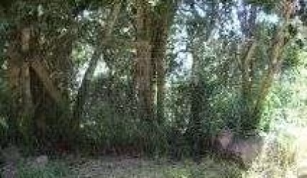 Terreno para Venda - 0m², 0 dormitórios, Belém Novo