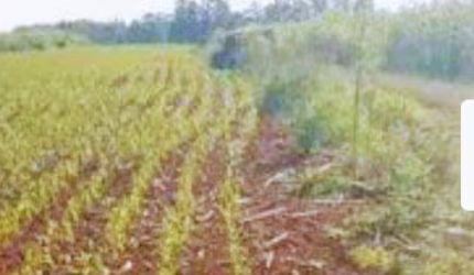 Excelente Chácara com 3,7 hectares Município de Paverama - RS
