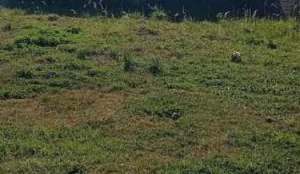 terreno no bairro Niterói Canoas -RS