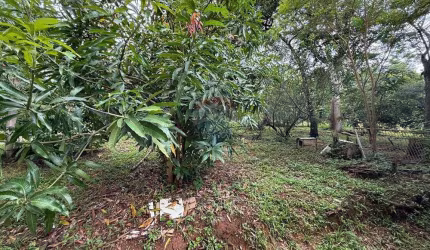 CHACARA CONDOMINIO ZÉ BRANCO ITAPIRA-MOGI GUAÇU