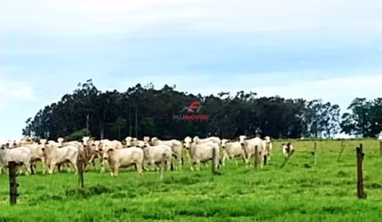 Área rural - distrito de Adhemar de Barros - Terra Rica/PR - próximo Rio Paranapanema