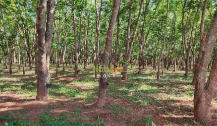 Sítio à venda, 242000 m² por R$ 2.200.000,00 - Zona Rural - Jales/SP