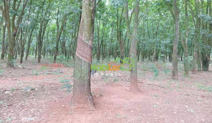 Sítio com 2 dormitórios à venda, 177000 m² por R$ 2.450.000,00 - Zona Rural - Jaci/SP