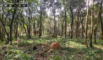 Terreno em condomínio fechado à venda na dos Sonhos, Arvoredo, Nova Lima por R$ 480.000