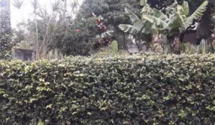 Terreno à venda, 420 m² por R$ 600.000 - Vila das Palmeiras - Guarulhos/SP - CÓD. TE0522