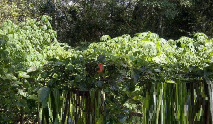 Terreno  residencial à venda, Chácara dos Junqueiras, Carapicuíba.