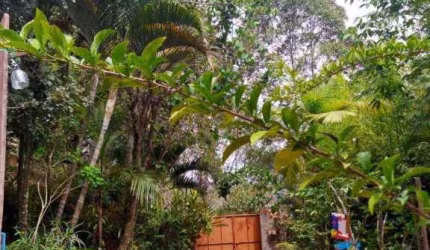 Chácara com 1 dormitório à venda, 4862 m² por R$ 375.000,00 - Reprêsa - Juiz de Fora/MG