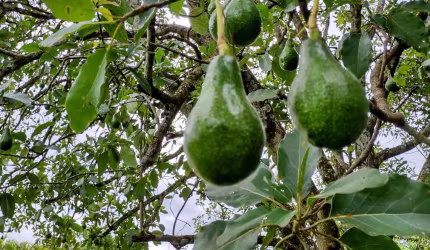 Linda Chácara em Condomínio Fechado, de  5.000m2, com  313m2 de área Construída, com Muito Verde no Vitassay em Boituva