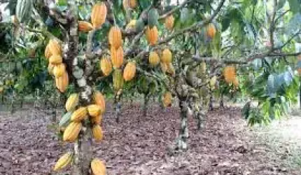 Lindo Sitio de 40.000m2, Nascente, Plantio de Cacau, banana, coco, mamão, jaca, e outros, localizado na Carobeira em Ilhéus  BA