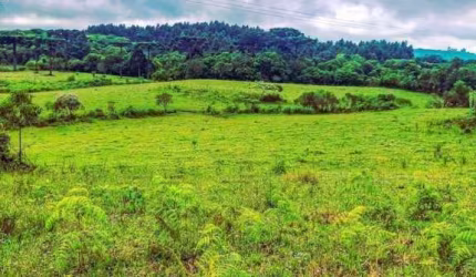 Grande oportunidade, Sítio à venda, 70.000 m²- Serra Grande - Gramado/RS