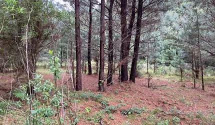 Sítio Rural à venda, Canela