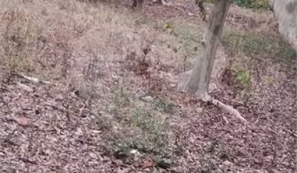 Terreno à venda em Jardim Avelino - SP