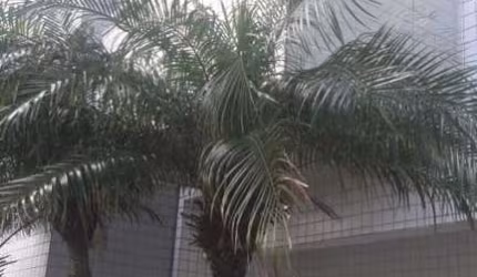 Apartamento para Venda em Itanhaém, Jardim Iberá, 2 dormitórios, 1 suíte, 2 banheiros, 2 vagas