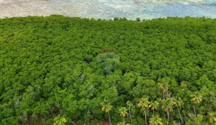 Terreno 100 Mil Metros em Garapuá com Coqueirais