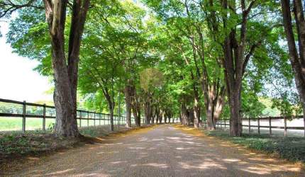 Terreno à venda em Jaguariúna, Reserva Santa Izabel, com 410 m², Reserva Santa Izabel
