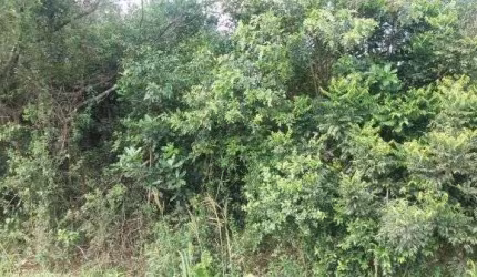 Terreno para Venda - 0m², 0 dormitórios, Restinga
