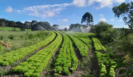 Chácara A Venda Em São Jose dos Pinhais