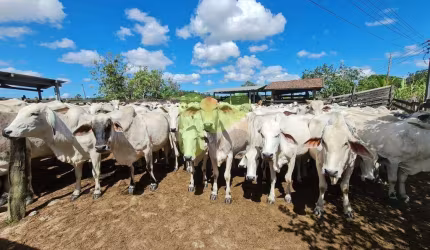 Fazenda à Venda na Região dos Lagos – Localização Estratégica e Excelente Acesso!