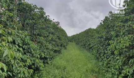 Fazenda à venda, 1260000 m² - Zona Rural - São Gonçalo do Sapucaí/MG