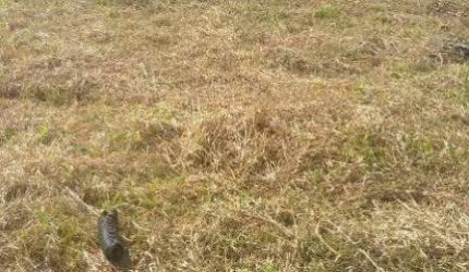 Terreno para aluguel Jamaica - Santo André - SP