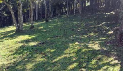Terreno à venda Dos Finco - São Bernardo do Campo - SP