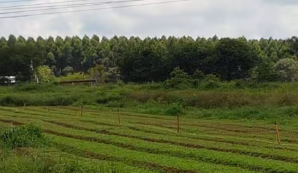 Terreno no bairro Ipelândia