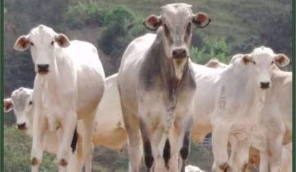 Fazenda à venda no Centro, Cambuí  por R$ 20.000.000