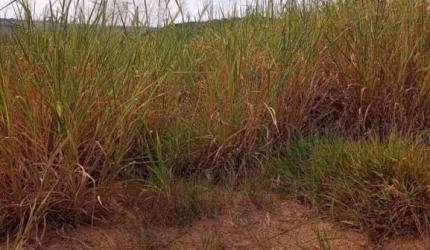 Terrenos para venda em Itupeva no bairro Jardim Primavera