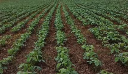 Excelente fazenda 50 alqueires com plantação de soja em Itapetininga SP
