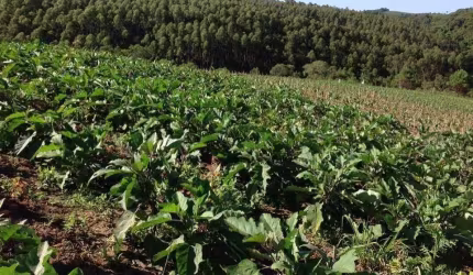 Chácara / sítio à venda na Nequinho Fogaça, Abaitinga, São Miguel Arcanjo por R$ 425.000