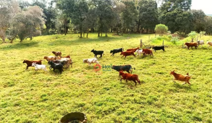 Chácara com 2 dormitórios à venda, 8 alqueires por R$ 1.900.000,00 - Centro - Turvo/PR