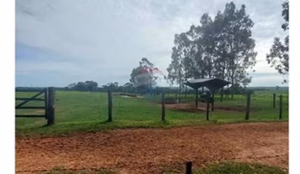 Fazenda com 131 alqueires à Venda na Região de Araçatuba/SP - Pecuária