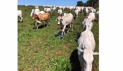 Fazenda 78 alqueires à Venda - Pecuária - Região de Brasilândia/MS