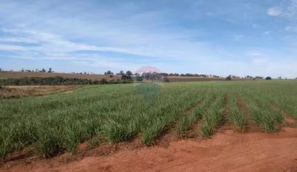 Fazenda com 94 Alqueires à venda na Região de Pereira Barreto/SP - Cana