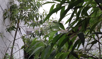 Terreno à venda na Rua Eugênio da Silva, 158, Horto Florestal, São Paulo, 186 m2 por R$ 650.000