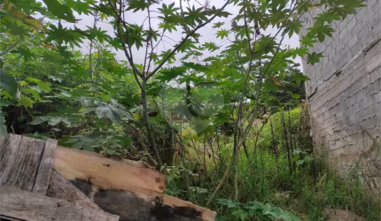 Terreno à venda na Rua Monsenhor Marcondes Nitsch, 108, Chora Menino, São Paulo, 520 m2 por R$ 1.700.000