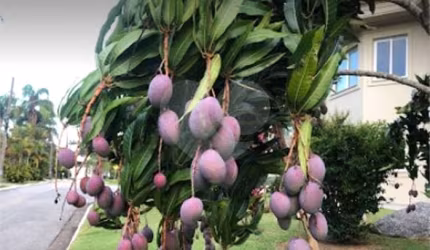 Terreno à venda na Alameda Fiji, 74, Tamboré, Santana de Parnaíba, 1044 m2 por R$ 5.650.000