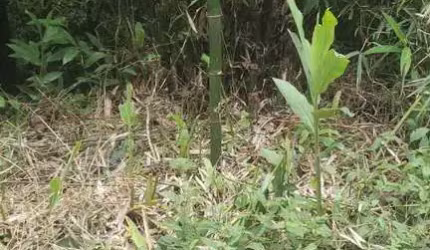 Area de Compensação ambiental em Represa  -  Ribeirão Pires