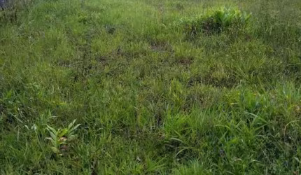 Terreno em Zanzala  -  São Bernardo do Campo
