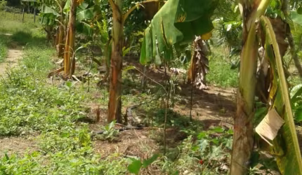 OPPORTUNIDADE SITIO FRUTIFERO OPORTUNIDADE